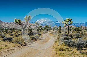 Snow Capped Mountian overlooks Joshua Trees Flanking Dirt Road