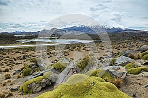 Snow capped Parinacota volcano