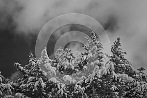 Snow Capped Pine Trees in Black and White