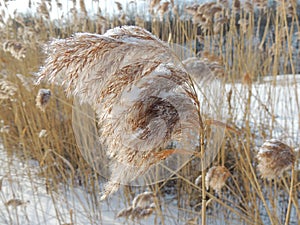 Snow-capped seed head of common reed