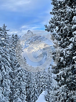 Snow-capped, sunlit Zimba in winter, framed by pine trees. Montafon, Vorarlberg, Austria.