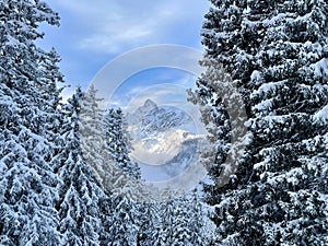 Snow-capped, sunlit Zimba in winter, framed by pine trees. Montafon, Vorarlberg, Austria. photo