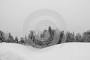 Snow capped trees