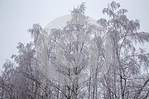 Snow-capped trees. The frost on the branches