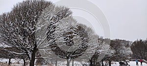 snow-capped trees by the river