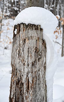 Snow caps a rotting post