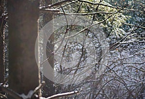 Snow cascading down from trees in sunlight in winter forest