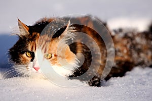 Snow cat