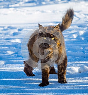 Pretty Cat in the Snow