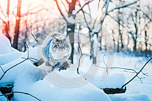 Snow cat Nevskaya Masquerade Arkady