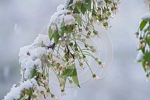 Snow on cherry flowers.