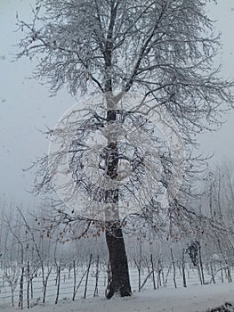 Snow on Chinar tree makes it more beautiful