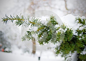 Snow on Christmas Tree