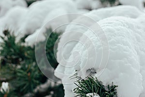 snow on the Christmas tree close-up, New Year's background