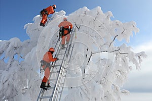 Snow-clearing experts - skilled climbers diligently removing snow from massive, picturesque tree