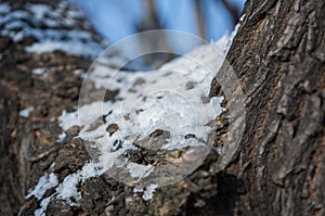 Snow close up macro on a tree trunk