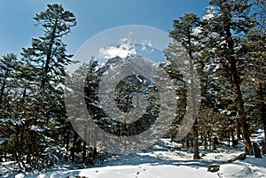 Snow clothed conifers