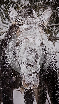 Snow Coated Moose
