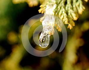 snow on a coniferous tree twig