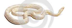 Snow Corn Snake or Red Rat Snake, Pantherophis guttatus