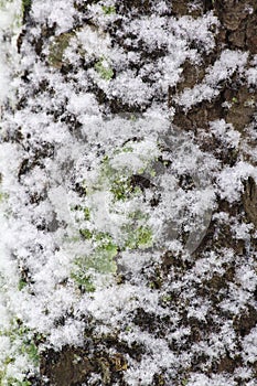 Snow cover bark of tree