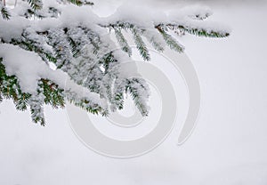 Snow cover fir branch at winter day