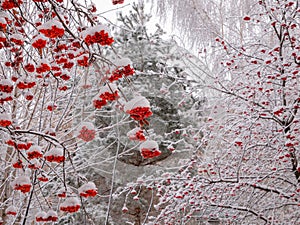 Snow cover red berries on rowan tree