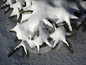 Snow cover of spruce branches
