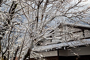 Snow cover on tree branch