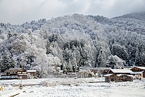 Snow cover on tree in Shirakawa-go village