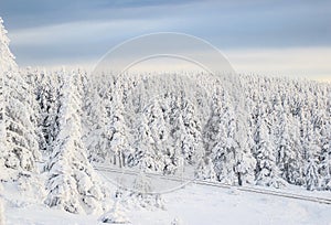 Snow coverd pine trees