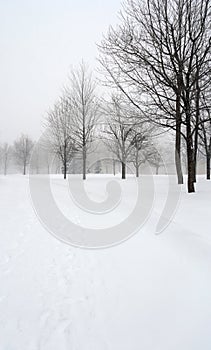 Snow covered alley in a winter park