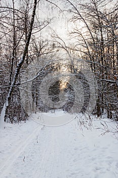 Snow-covered alley in the woods with sunset sky