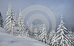 Snow Covered Alpine Evergreens on Cloudy Day