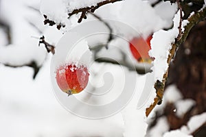 snow covered  apple hanging from a tree. Other trees in the background. Snow on the apple