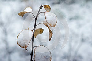 A snow-covered apple tree branch with yellow leaves in winter after a snowstorm