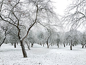 Snow covered apple trees in orchard at winter time