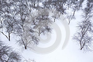 Snow covered apple trees in winter orchard after snowstorm