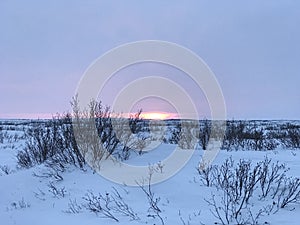 Arctic tundra sunset in winter snow and shrubs photo