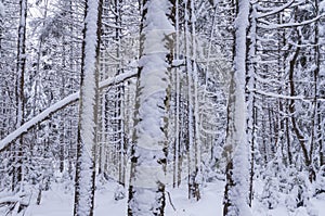 Snow covered Balsam Fir, Abies balsamea, Feris Lake Wild Forest Area, Adirondack Forest Preserve, New York, USA