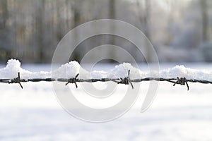 Snow covered barbed wire