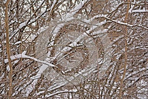 Snow covered bare tree branches