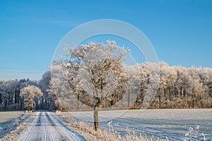 Snow covered bare tree on the side of a road