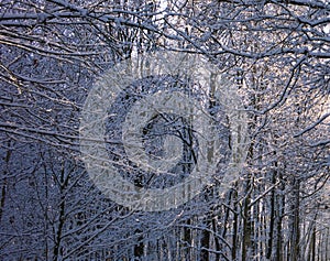 Snow-covered bare trees in winter