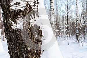 Snow-covered bark of old tree in birch grove