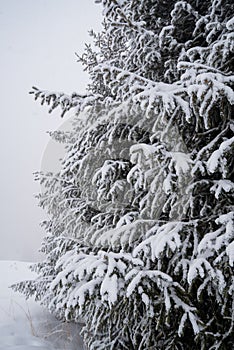 Snow covered beautiful fir-tree, winter fog