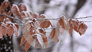 Snow-covered beech leaves. wind-blown tree branches in the winter season