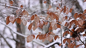 Snow-covered beech leaves. wind-blown tree branches in the winter season