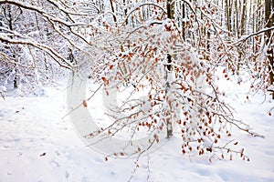 snow covered beech tree with brown leaves in the winter forest