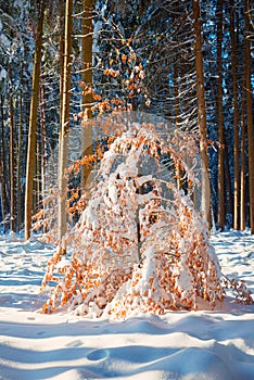 snow covered beech tree with brown leaves in the winter forest